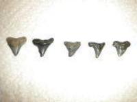 Various Carcharhinus? teeth